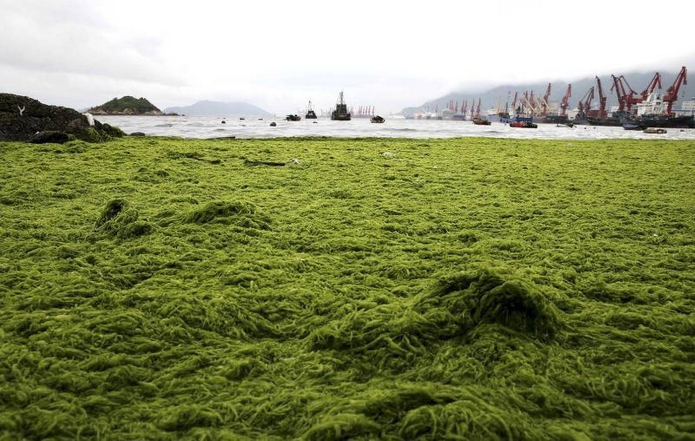 Scientists seek to harvest electricity from algae