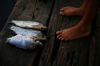 Fisheries and climate change