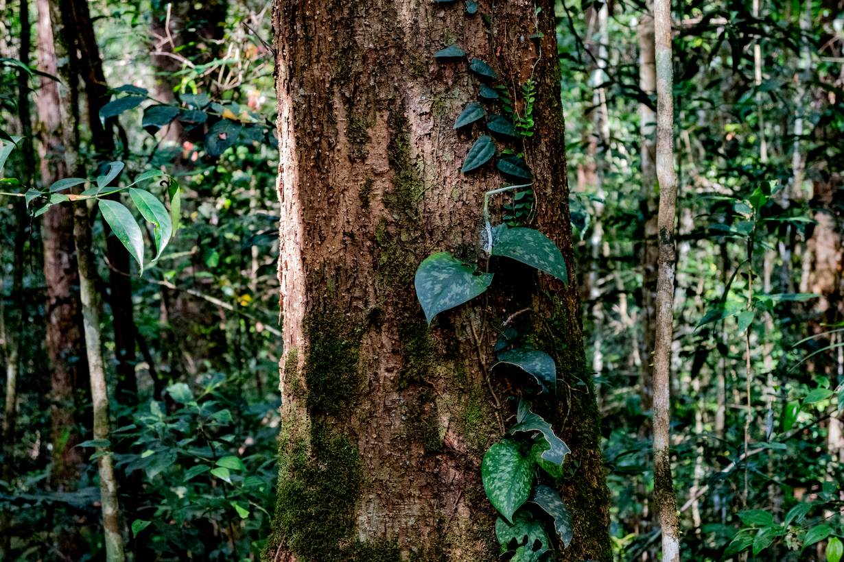 Elewana Tarangire Treetops