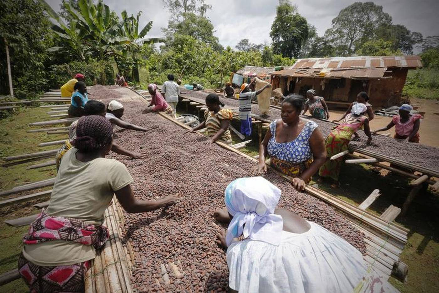 Cocoa-growing Ivory draws up new to stop child labour