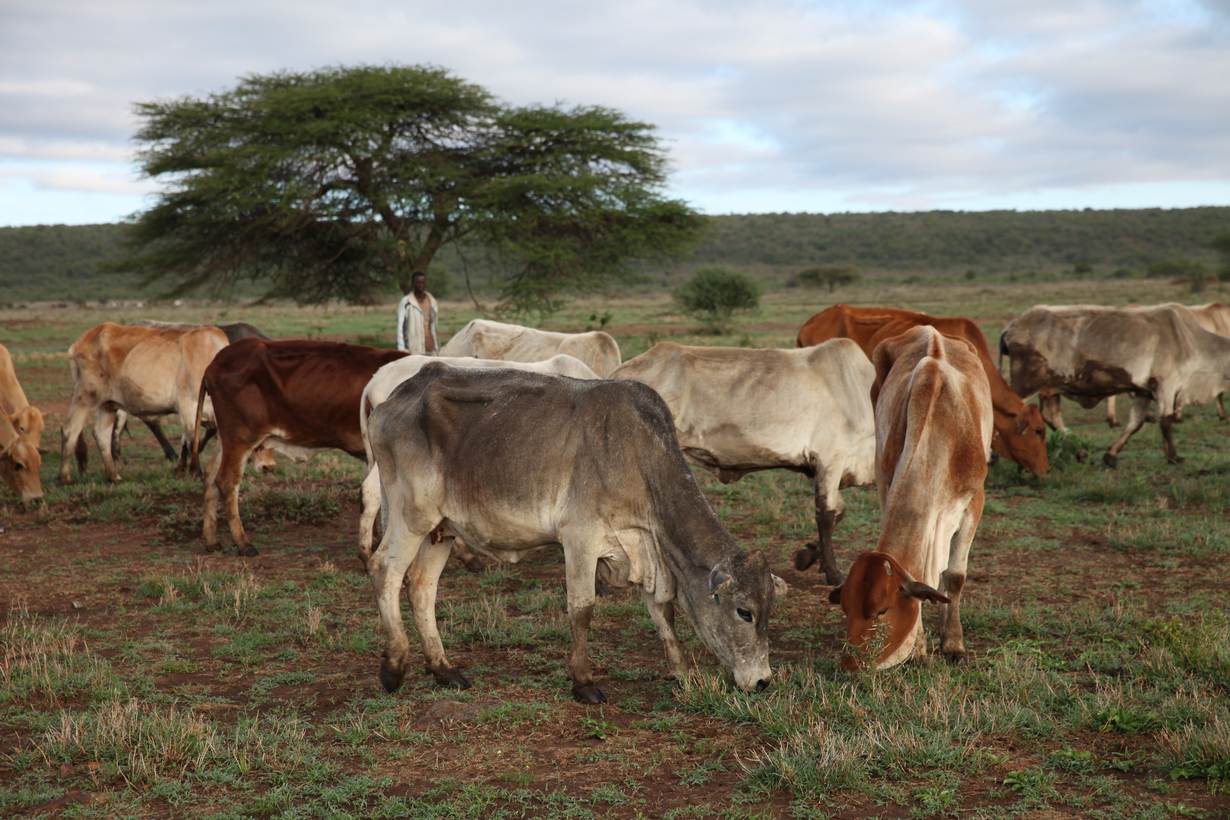 Miss Lou – Farm Kenya