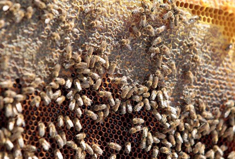 Классы пчел в улье. Пестициды и пчелы. Сон на ульях с пчелами. Bees are attracted by Honey. Enormous huge insect.