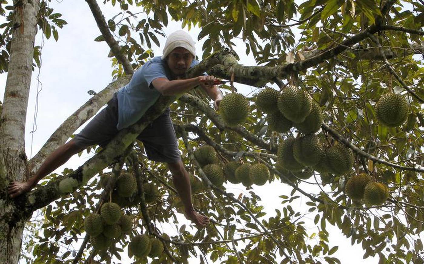 China's love of durian 'next big threat' to Malaysian rainforest