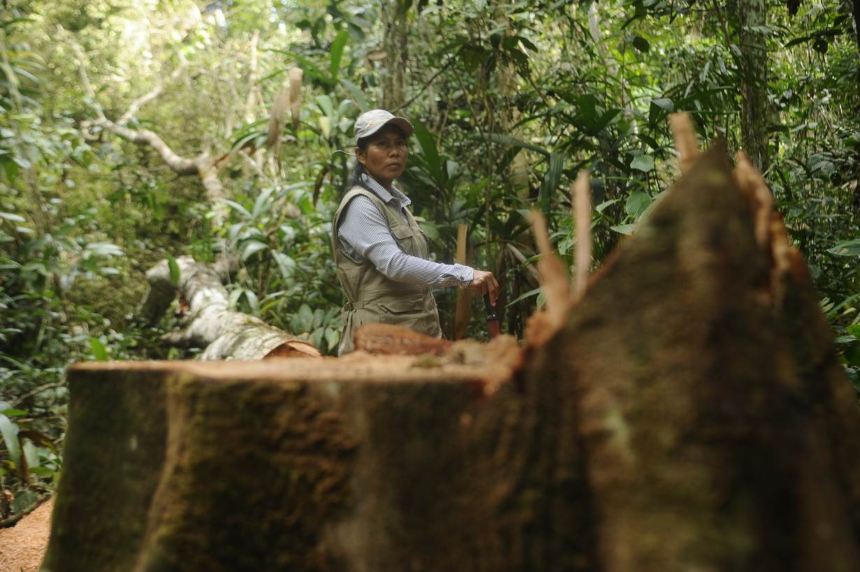 An indigenous woman looks at a felled tree while on patrol in a forest near Flor de Ucayali, Peru, 6 June, 2022. Thomson Reuters Foundation / Hugo Alejos