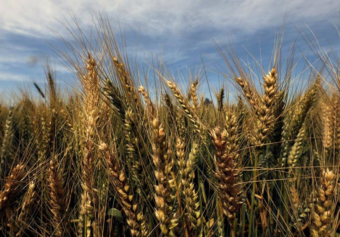 Scurrect status of Emmer Wheat in Ethiopia