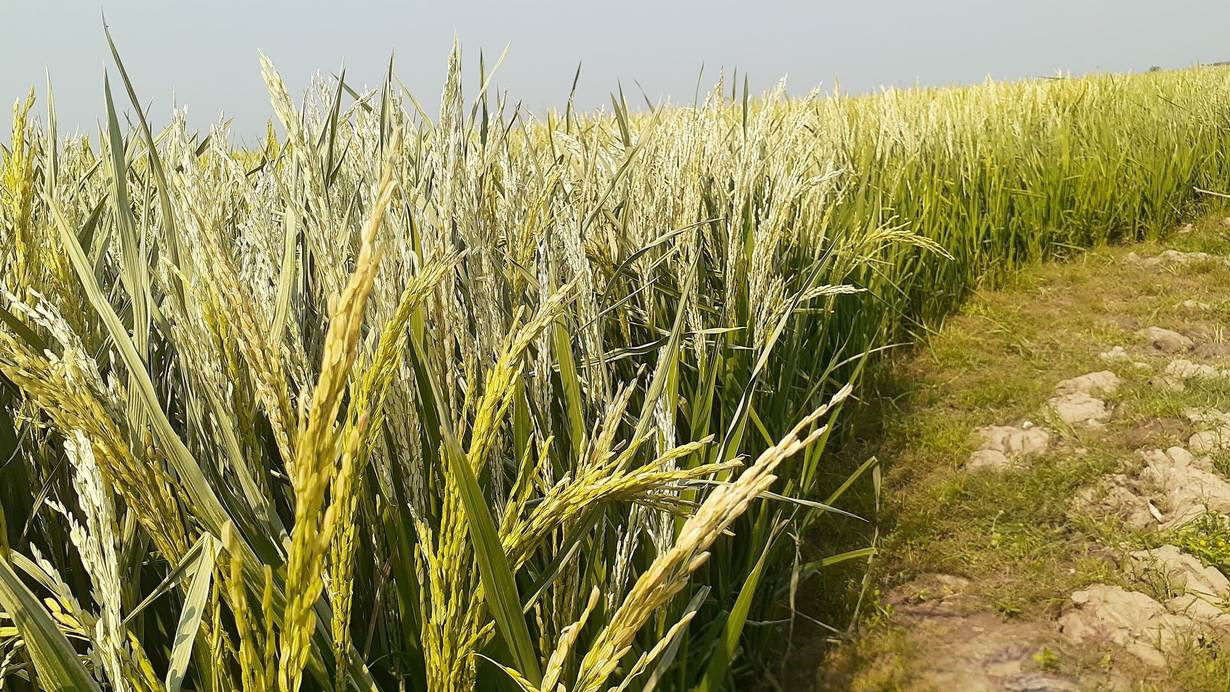 As 'heat shocks' ruin rice crops, Bangladesh faces hunger risk
