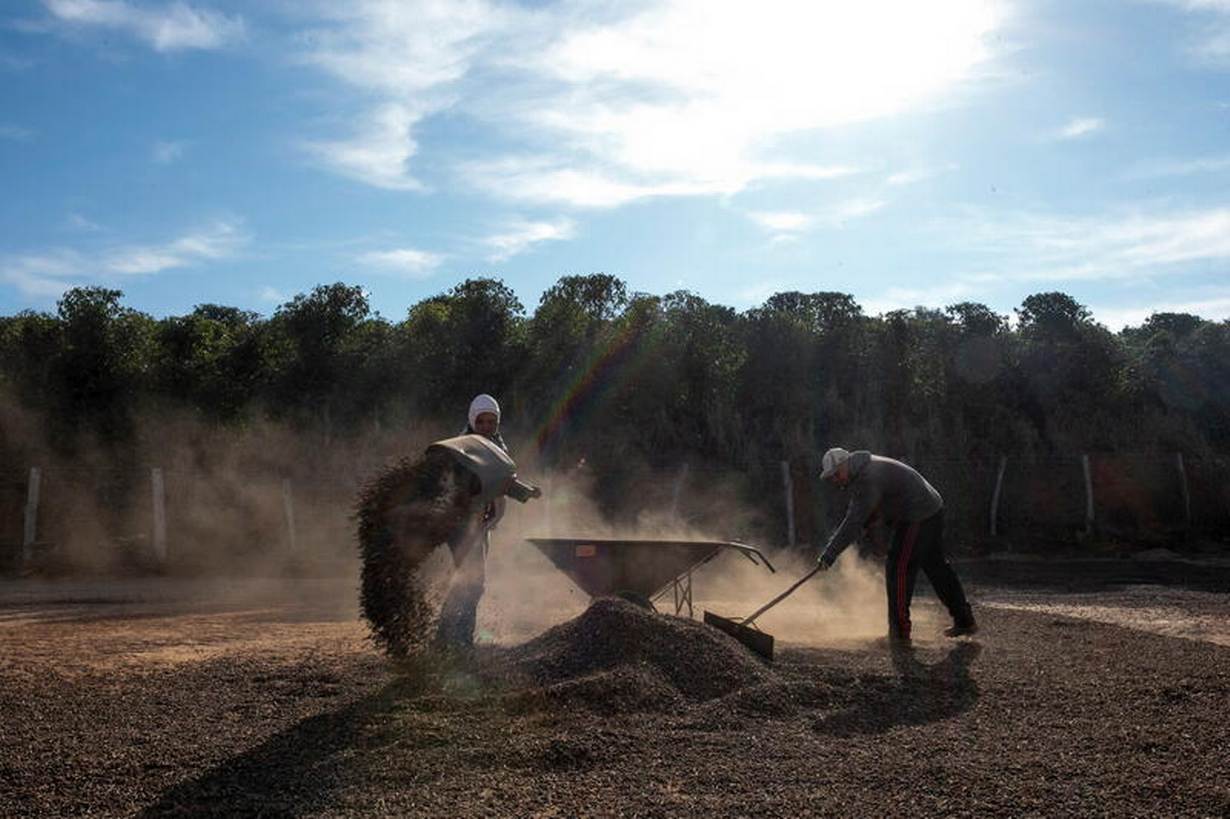 Insight: If your coffee's going downhill, blame climate change