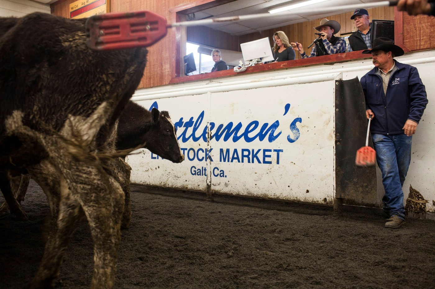 File photo of cattle being auctioned off at Cattlemen's Livestock Auction in Galt