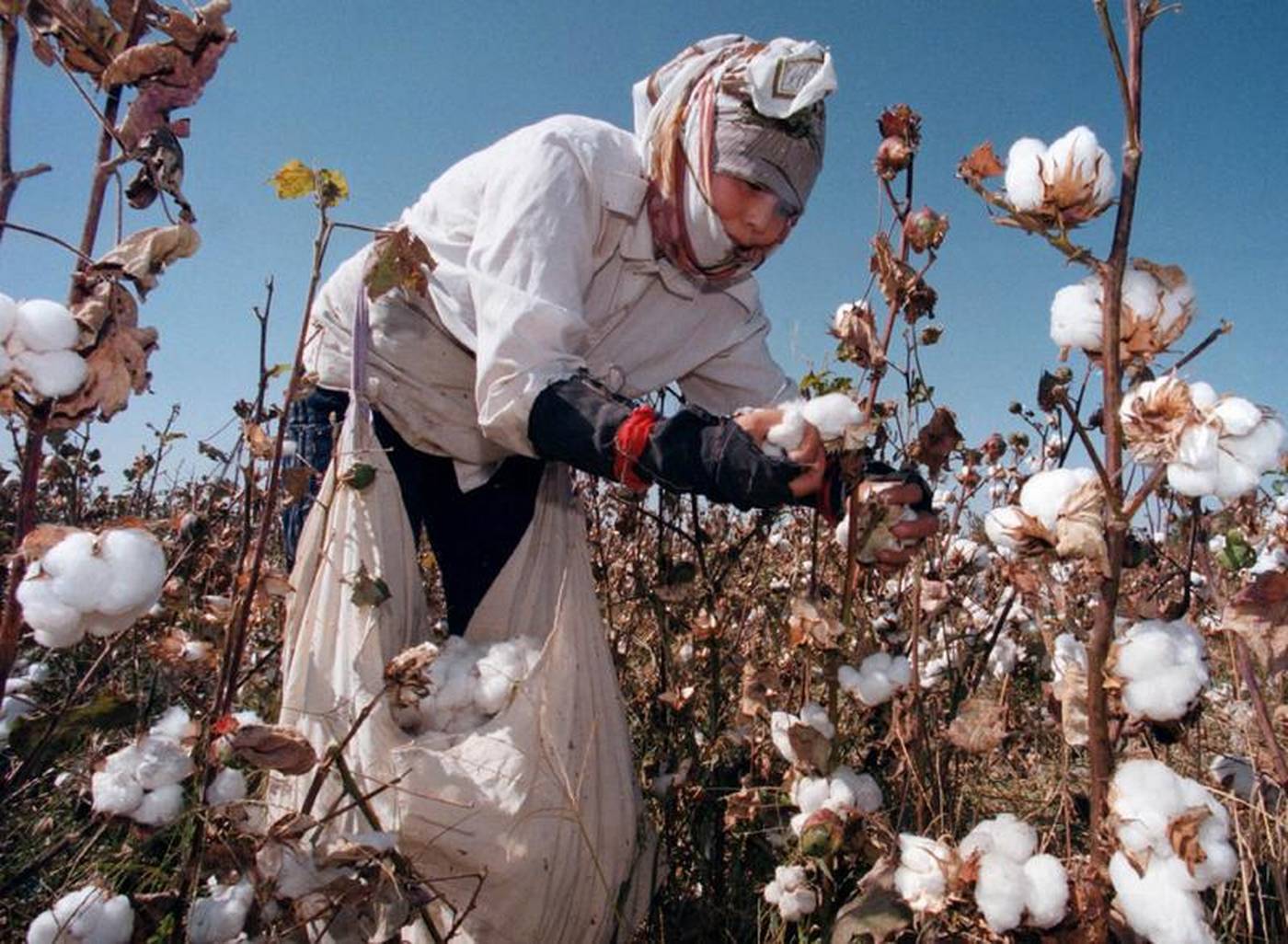 Как растет хлопок фото в природе Uzbekistan pulls students, teachers, nurses from cotton fields