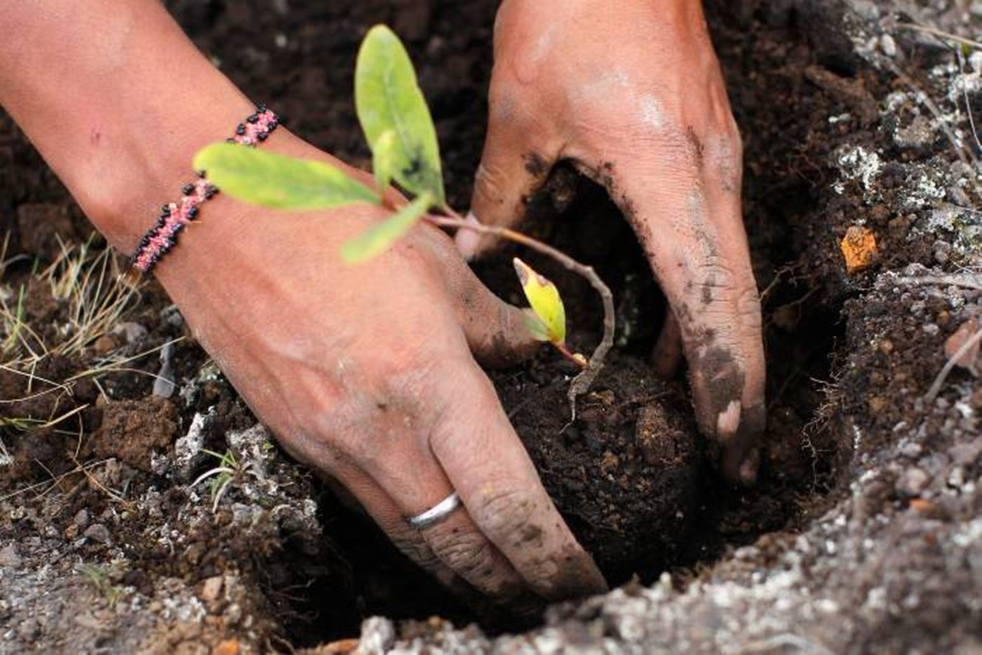 Planting can. Компоста из человеческих останков⠀. Компост из человеческих останков США