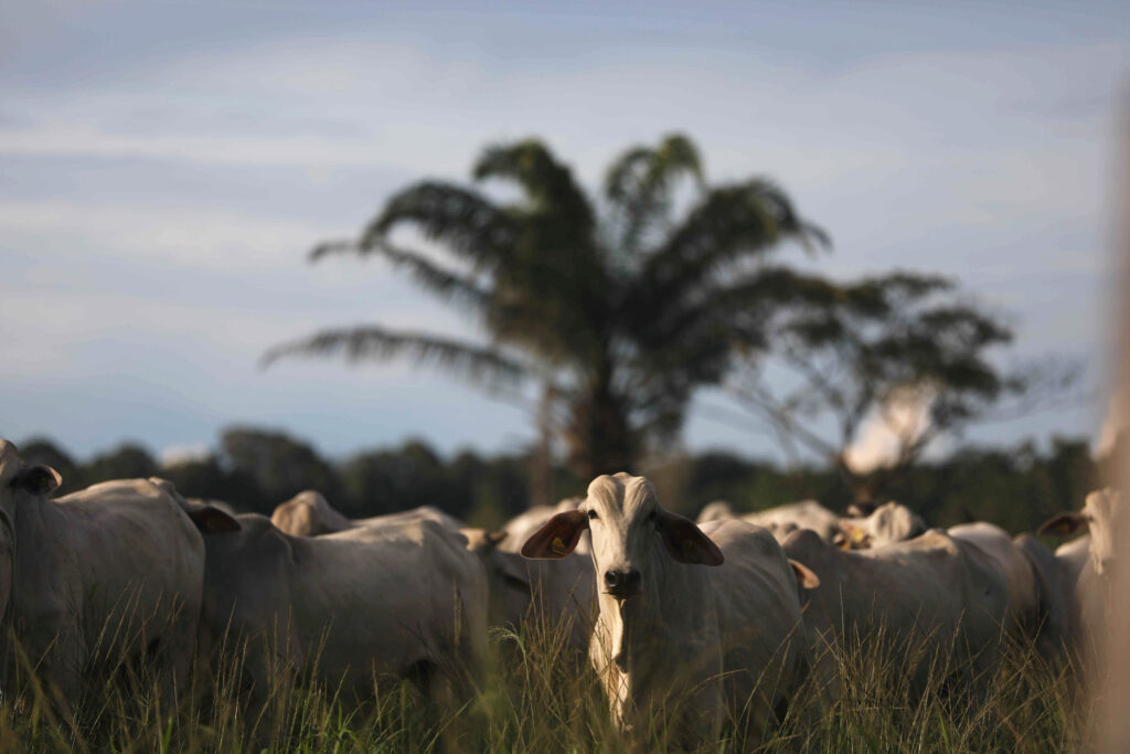 Where’s the beef? Brazil balances barbecues and forest protection