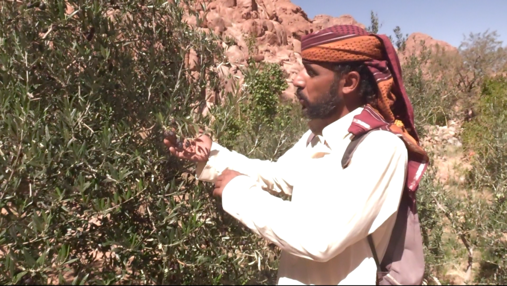 Bedouins go back to their roots in Egypt as COVID-19 hits tourism