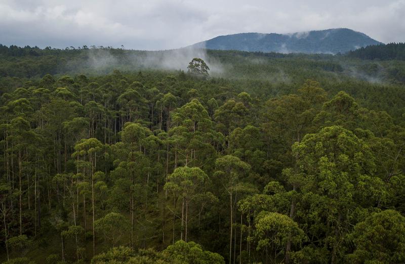 Will Indonesia’s new forest pact with Norway open door to more funding?