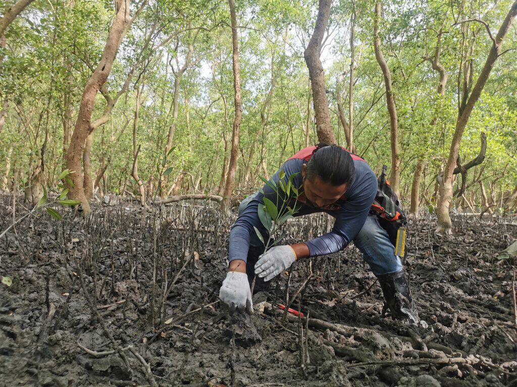 Malaysia’s mangrove-planting fishermen stumble at nature finance hurdle