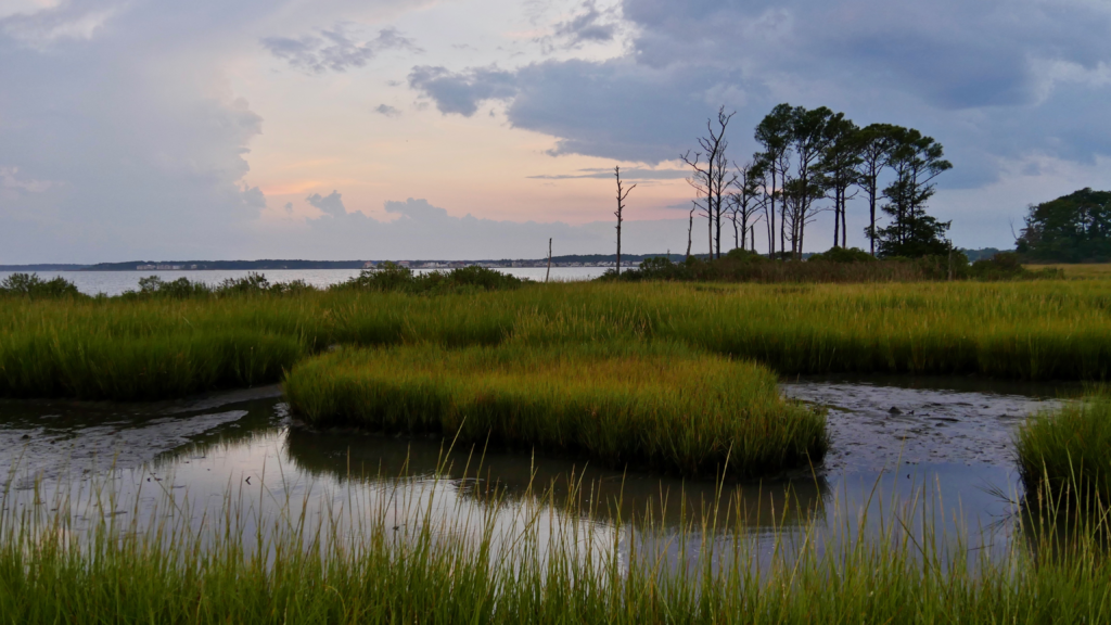 As seas rise, U.S. coastal landowners urged to let the water in