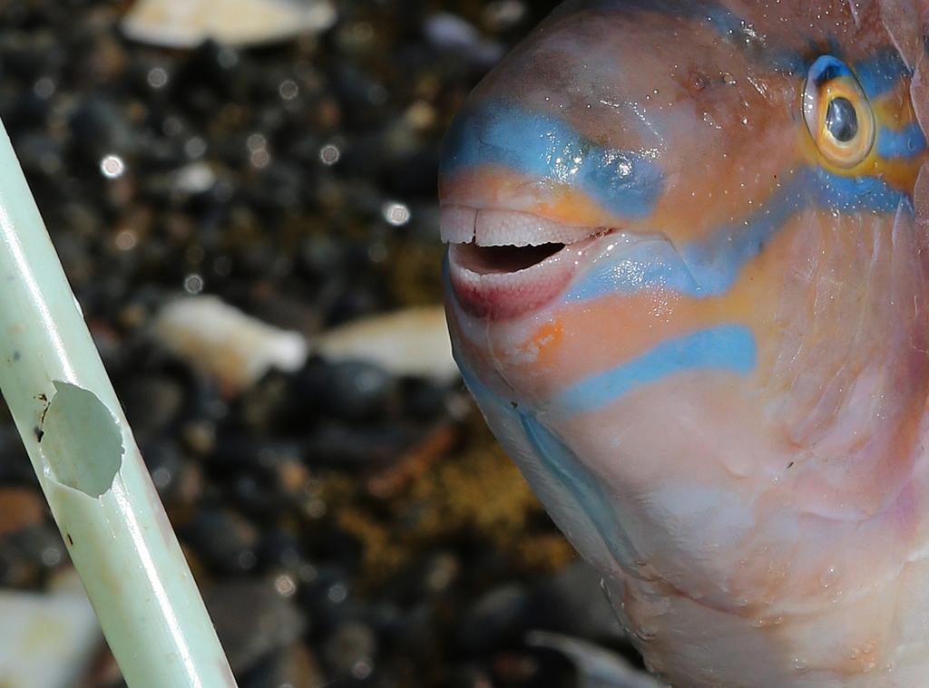Cleaning up the Great Pacific Garbage Patch—one piece at a time